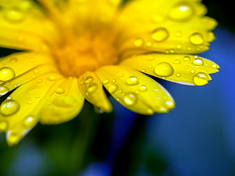 Extreme Close-Up of a Marigold Flower showing Dew Drops on the Petals. Canon 5DMkii Lens EF100mm f/2.8L Macro IS USM ISO 400