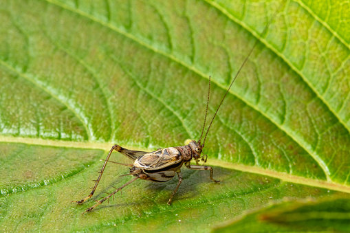 Cicada on a tree on a blurred nature background