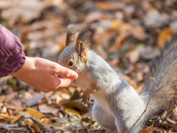 istock Girl feeds a squirrel with nuts in an autumn park. 1705307823