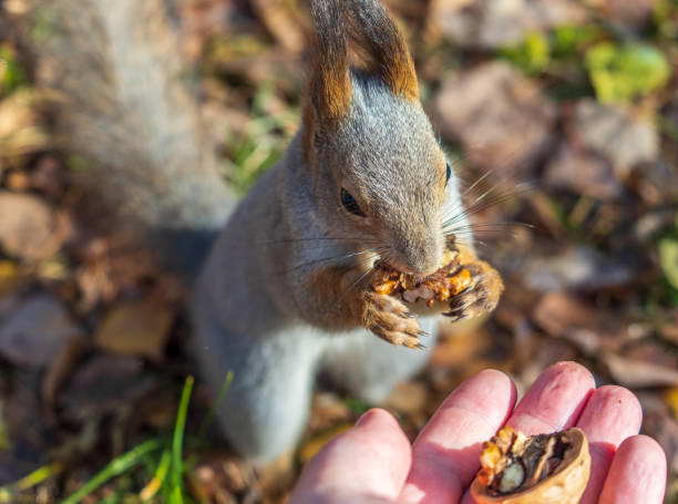 istock A squirrel in the autumn eats nuts from a human hand. Eurasian red squirrel, Sciurus vulgaris 1705309502
