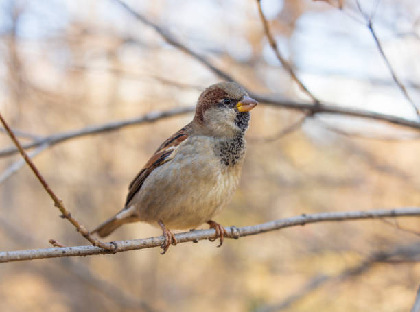 istock Sparrow sits on a branch without leaves. 1705309815