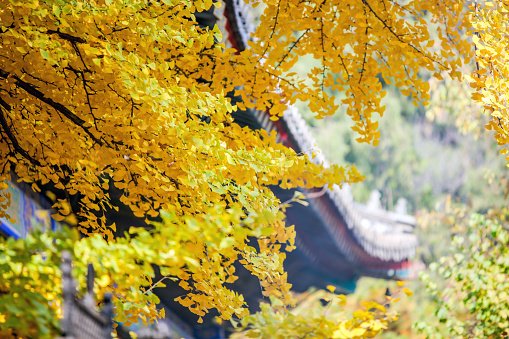 Autumn scenery of a Chinese Buddhist temple with golden ginkgo leaves