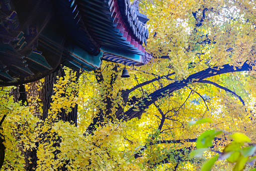 Autumn scenery of a Chinese Buddhist temple with golden ginkgo leaves