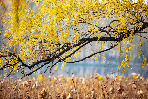 Willow trees and dry lotus leaves in autumn in Beijing