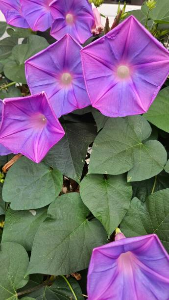 istock Colorful flowers and plans 1705334274