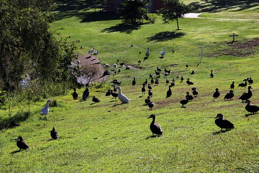 A large group of birds is perched on a lush grassy field on a sunny day