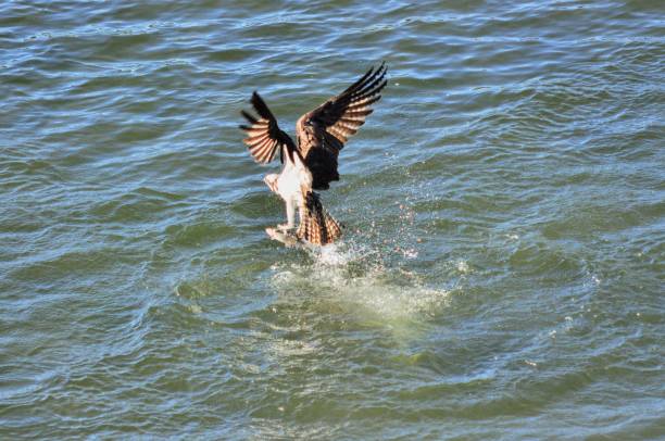 istock Osprey goes fishing 1705356163