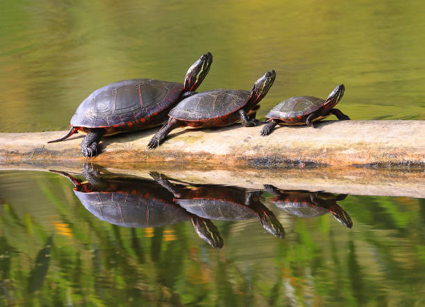 istock Painted Turtles (Chrysemys picta marginata) with their reflection in the water, Canada 1705356999