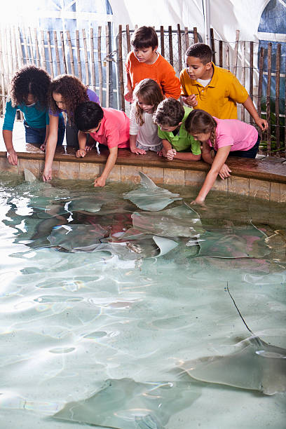 istock Children at zoo stingray exhibit 170536854