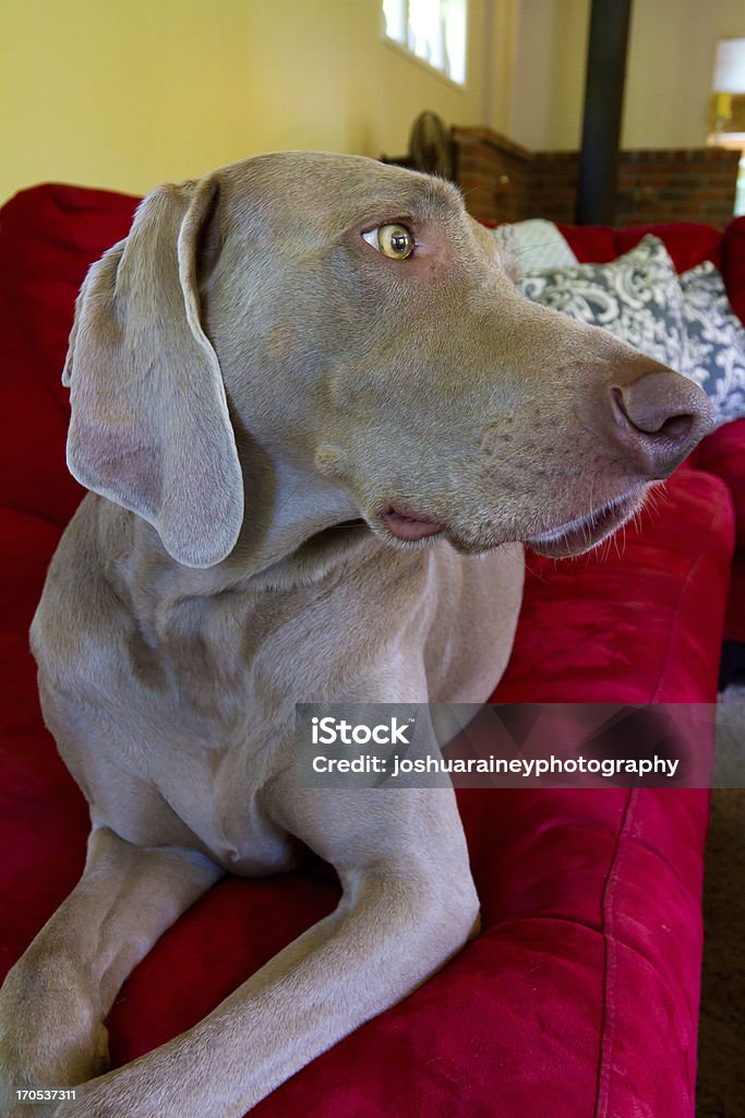 Weimaraner 犬 - くつろぐのロイヤリティフリーストックフォト