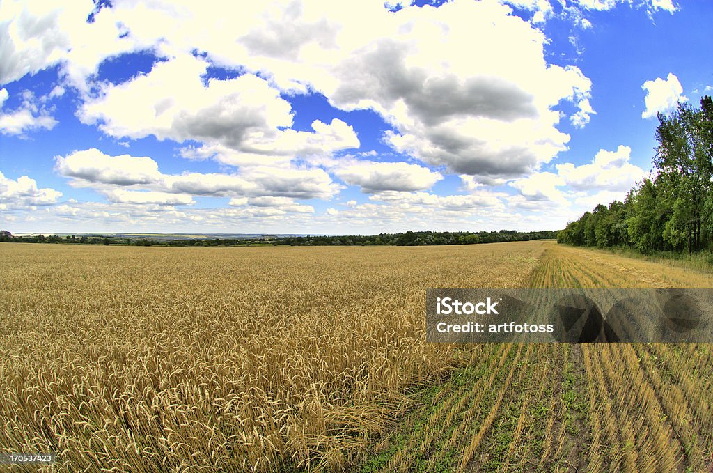 farm: trigo macro - Foto de stock de Agricultura libre de derechos