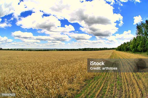 Farm Trigo Macro Foto de stock y más banco de imágenes de Agricultura - Agricultura, Alimento, Amarillo - Color