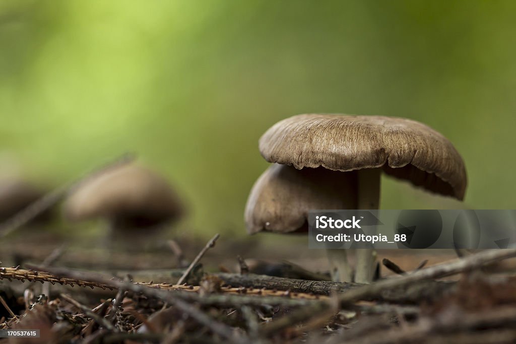 Cogumelos Inocybe na floresta - Foto de stock de Cogumelo - Fungo royalty-free