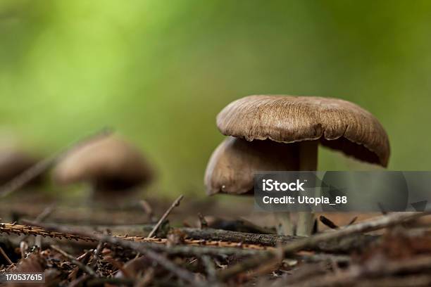 Foto de Cogumelos Inocybe Na Floresta e mais fotos de stock de Cogumelo - Fungo - Cogumelo - Fungo, Arbusto, Beleza natural - Natureza