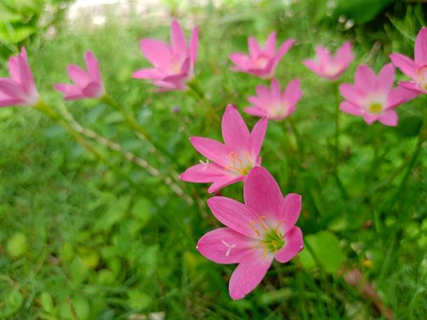 istock Small Pink flowers blooming beauty nature 1705376459