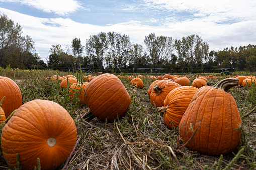 Pick your own pumpkins at a Pumpkin patch ready for harvest and fall festivities