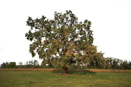 a large oak tree in the countryside with a transparent background
