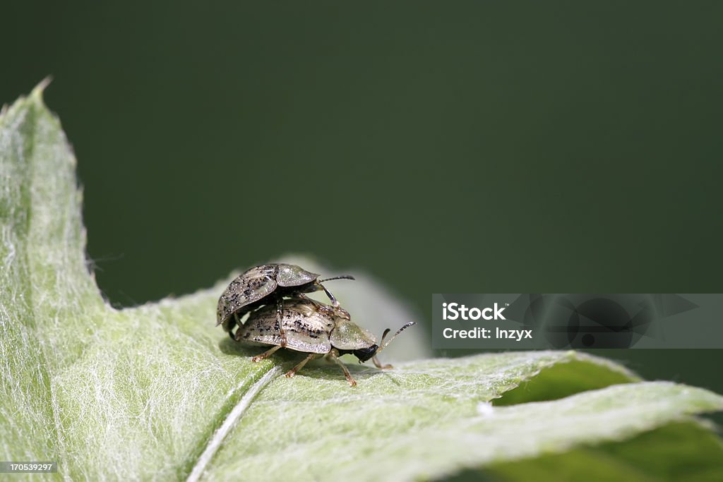 cassida nebula a kind of funny insects in coleoptera Agricultural Field Stock Photo