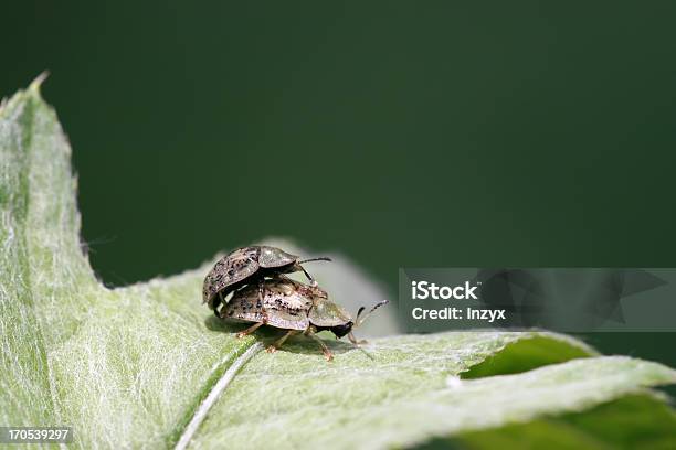 Cassida Nebula Stock Photo - Download Image Now - Agricultural Field, Agriculture, Animal