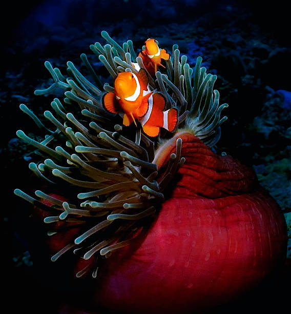 istock Nemo at home on anemone, Puerto Galera, Philippines 170539429