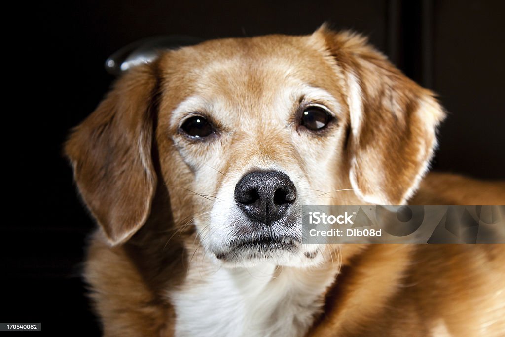 Retrato de um cão - Foto de stock de Animais caçando royalty-free