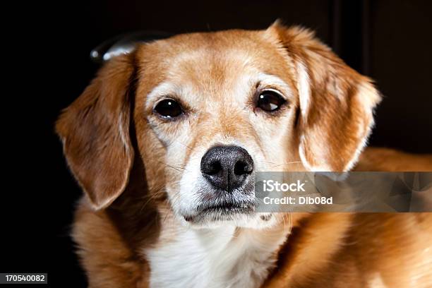 Foto de Retrato De Um Cão e mais fotos de stock de Animais caçando - Animais caçando, Animal, Animal de estimação