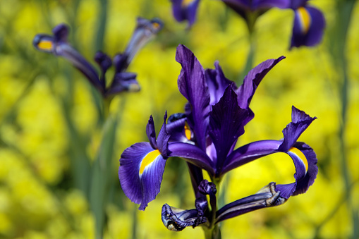 A closeup of a single purple iris flower against a yellow floral background