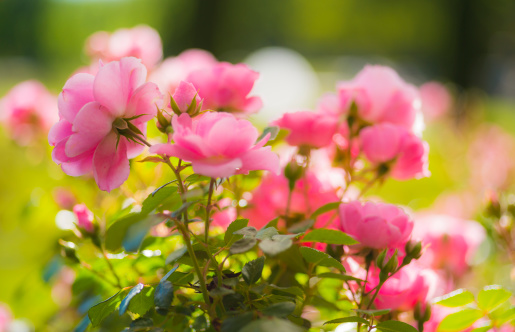 Beautiful pink roses blooming in a garden in an early morning light with natural bokeh and copy space
