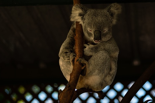 A koala perched atop a tree branch sleeping at night