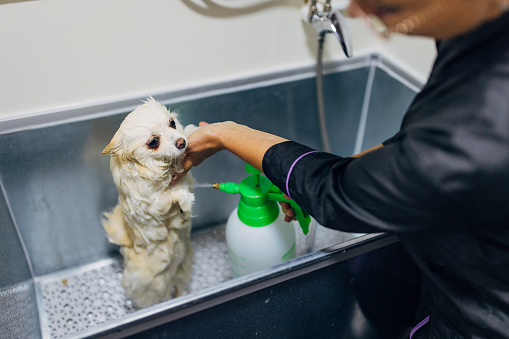 A pet groomer bathes a small white German Spitz at a dog grooming salon and uses pet shampoo
