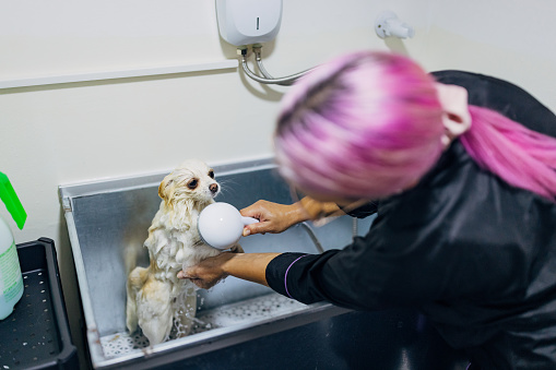 Professional pet groomer showering with shampoo a white German Spitz dog at grooming salon