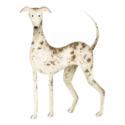A whippet dog. A pet dog. The hound dog is beige in color with spots. A greyhound. Watercolor illustration. Isolated. For design, fashion print, T-shirts, postcards, banners, labels.