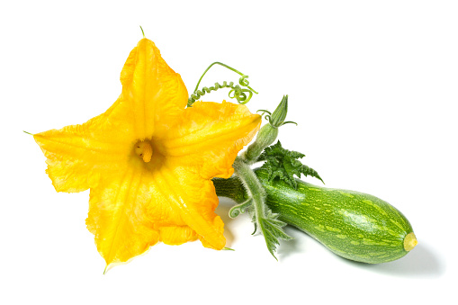 Zucchini flower with a small zucchini on a white background. Flowering vegetables. Yellow flower close-up.