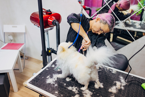 Female dog groomer gives a new haircut to a little white dog. She uses scissors and cuts his hair in a grooming saloon