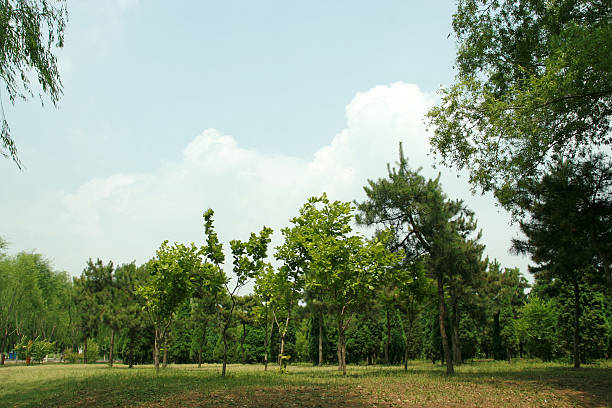 istock lawn in northern china 170544160