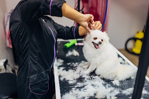 Cute German Spitz dog is enjoying while the hairdresser cuts his white hair. There is white dog hair all over the table