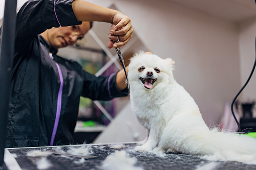 A cute little dog stands calmly on a table in a grooming salon while a hairdresser cuts his shaggy white hair