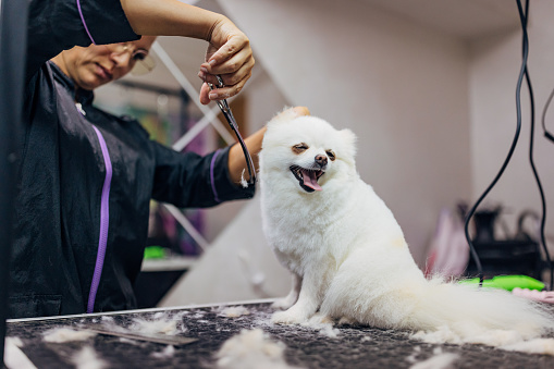 A cute little German Spitz sticks his tongue out as a dog groomer gives him a haircut after a bath