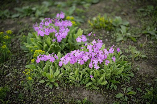 Pink flowers of siebold primrose. Selective focus.