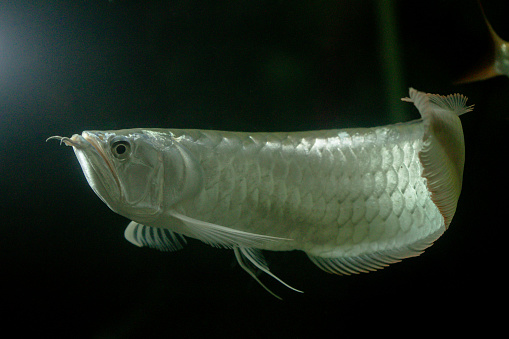 close up arowana fish