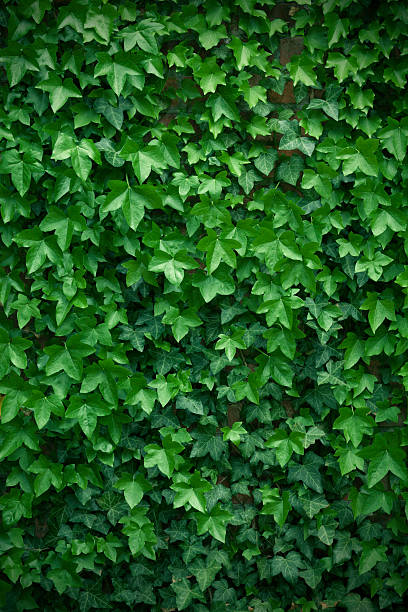 Wall of leaves Ivy leaves covering wall. ivy leaf stock pictures, royalty-free photos & images