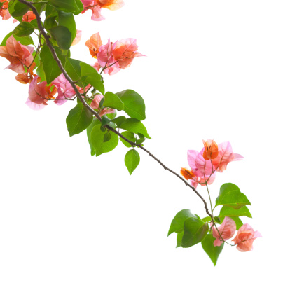 Pink rose flower with stem and leaves frame isolated on white background. Small climbing roses in summer garden. Creative layout. Flat lay, top view. Design element