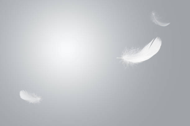 istock Abstract White Bird Feathers Floating in The Sky. Freedom, Feather Softness, Falling White Feathers. 1705458917