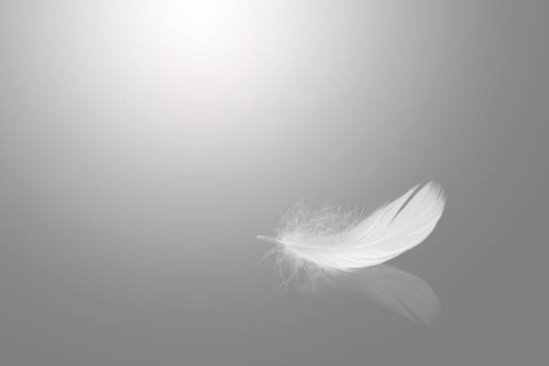 istock Abstract White Bird Feather Falling with Reflection. Swan Feather on Gray Background 1705458919