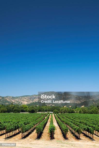 Napa Valley Winnica - zdjęcia stockowe i więcej obrazów Napa Valley - Napa Valley, Stan Kalifornia, Winnica