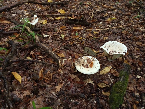 White mushroom mushrooms among fallen leaves and branches. Autumn mushroom picking and recreation in nature.