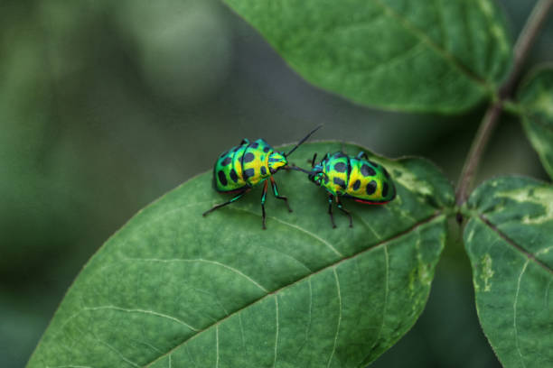 istock A Couple of Jewel Bugs on a leaf 1705469873