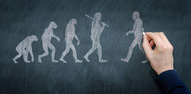 Chalkboard illustration of progression of evolution stock photo