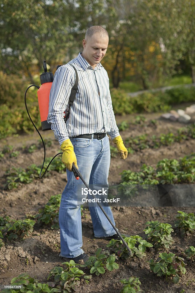 Homem jogando morango plant - Foto de stock de Inseticida royalty-free