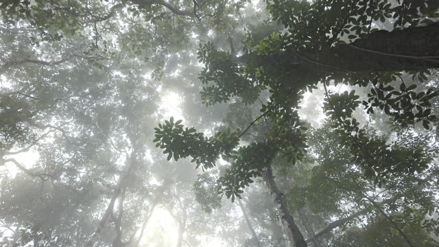 Forest foliage in the mist